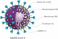 SARS COV2 Virus